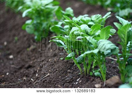 Detail on green potato plant and soil