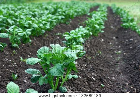 Green field with rows of organic potato plants