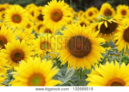 Close up of field filled with sunflowers in full bloom with selective focus on center sunflower