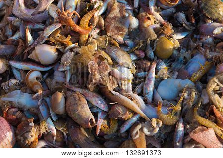 Pile of freshly caught sea fish and seafood