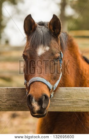 Arabian bay mare horse looking over wooden corral fence