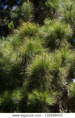 Canarian pines, pinus canariensis in Tenerife, road to Teide volcano. La caldera