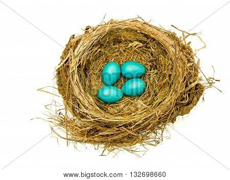 Robins nest of four eggs on an isolated background