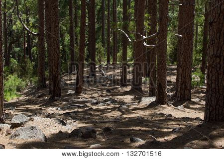 Dirt road in pine forest, Tenerife, Pinolere, Canary islands. Pinus canariensis