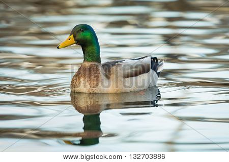 Mallard drake duck floating on water with reflection