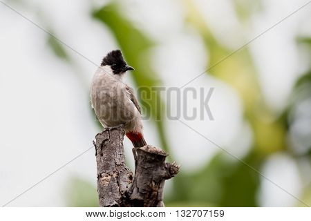 Close up Sooty headed Bulbul (Pycnonotus aurigaster)