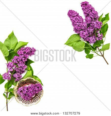 Lilac flowers on white background. Spring bloossoms. Top view