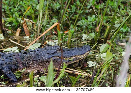 Florida alligator in a marshy river surrounded by vegetation