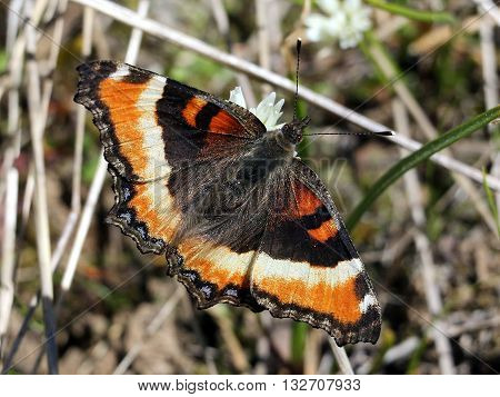 A Milbert's Tortoiseshell Butterfly with a grassy background