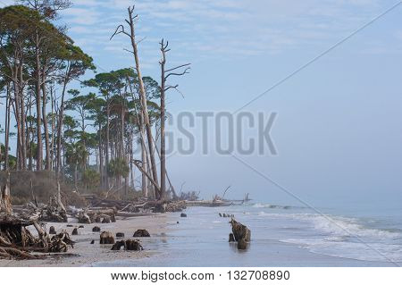 Florida coast on a stormy day with pines