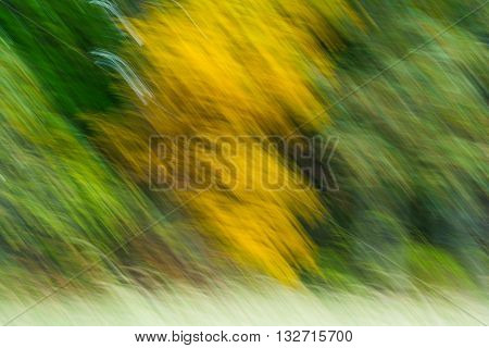 Abstract photograph of trees in the fall