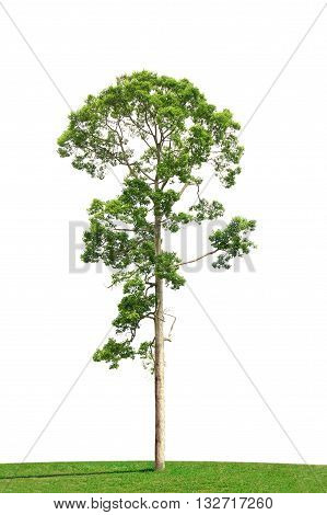 Green tree and grass field isolated on white background