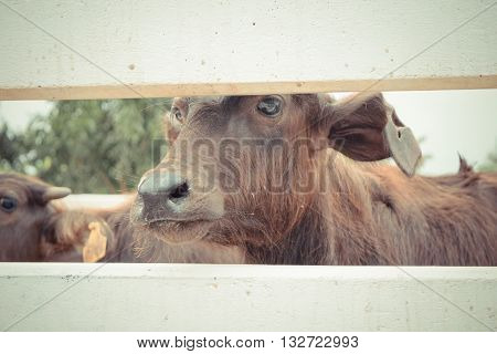 Murrah Buffalo