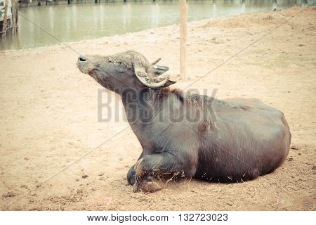 Murrah Buffalo