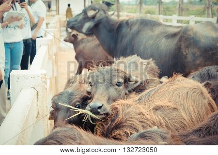 Murrah Buffalo