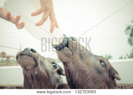 Murrah Buffalo
