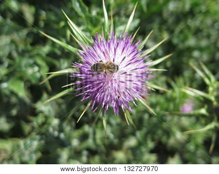 Bee covered in pollen on Silybum Marianum Milk Thistle