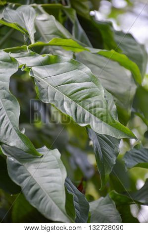green syngonium schott leaves in nature garden