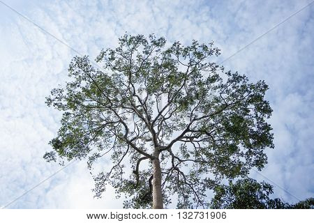 Tree top in the deep blue sky
