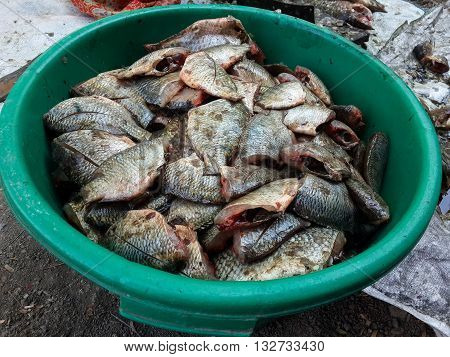 close up die Oreochromis niloticus for cooking