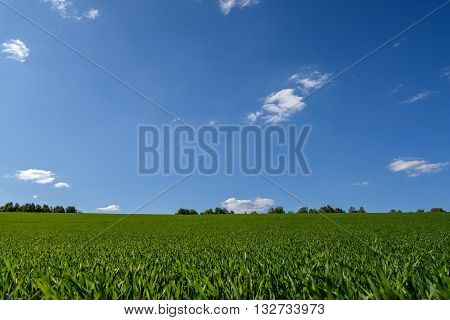 Beautiful rural landscape with bright green field of young oats against a blue sky with clouds