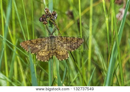 A heather moth is sitting on a grass-stock