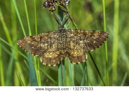 A heather moth is sitting on a grass-stock