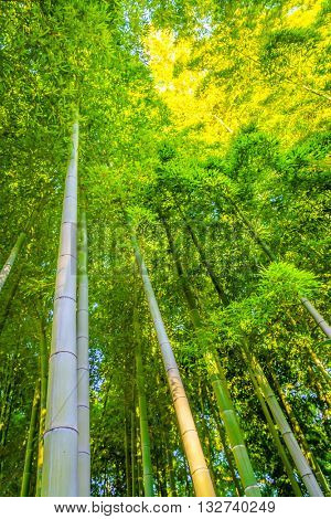 Bamboo Forest in Japan