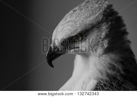 Closeup portrait of beauty hawk on falconer's hand
