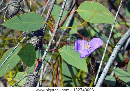 Australian native wildflower, the leafy purple flag iris (Patersonia glabrata), amongst gum leaves