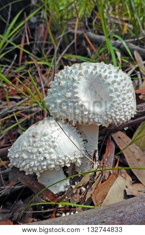Puffy white Amanita mushrooms (fungi) in the Australian bush