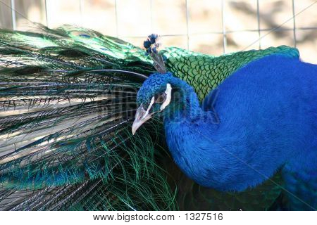 Preening Páv