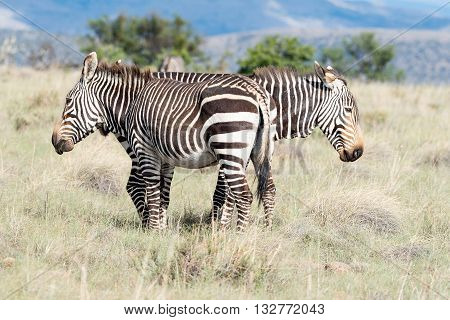 Two mountain zebra Equus zebra zebra looking opposite directions near Cradock in South Africa