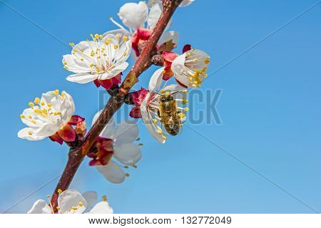 Bees Pollinate Young Tree Flowers In The Garden, Bee Collects Po