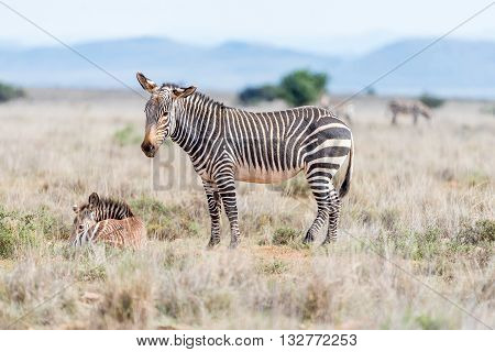 A mountain zebra mare Equus zebra zebra with foal laying in grass near Cradock in South Africa