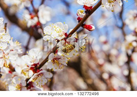 Bees Pollinate Young Tree Flowers In The Garden, Bee Collects Po