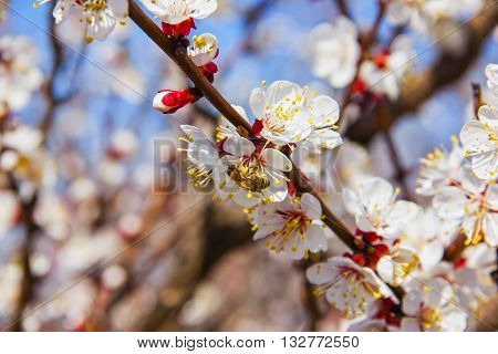 Bees Pollinate Young Tree Flowers In The Garden, Bee Collects Pollen With Fruit Trees