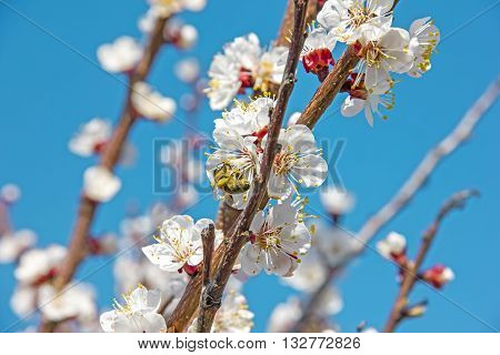 Bees Pollinate Young Tree Flowers In The Garden, Bee Collects Po