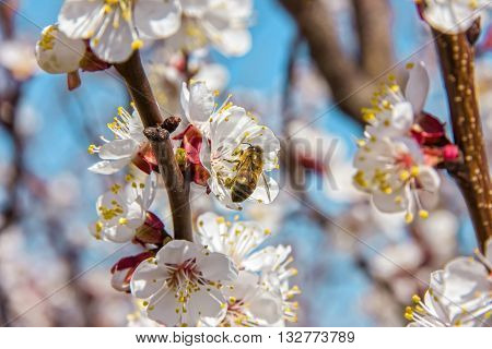Bees Pollinate Young Tree Flowers In The Garden, Bee Collects Po