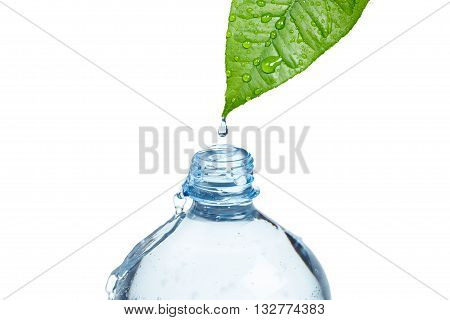 A bottle filled with fresh water drops from a green wet leaf. Freshness and purity of water concept. Objects on white.