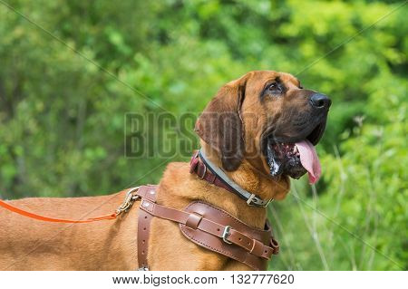 Bloodhound preparing to track wearing leather harness.