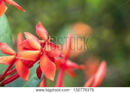 Ixora is a genus of flowering plants in the Rubiaceae family