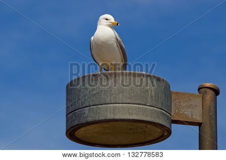 Seagull And Blue Sky At Niagara Park At Niagara Falls
