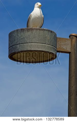 Seagull And Blue Sky In Niagara Park At Niagara Falls