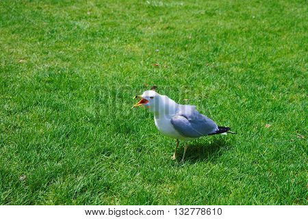 Seagull On The Grass In Niagara Park At Niagara Falls