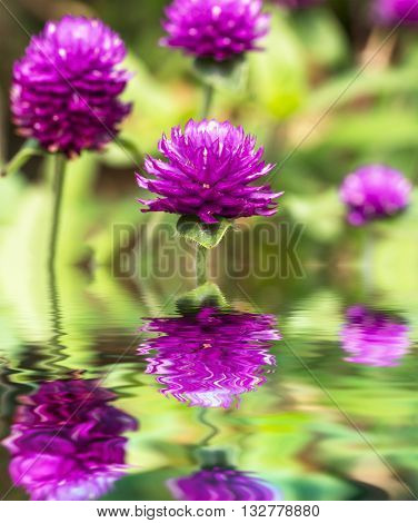 Purple Chrysanthemun flower with blurred and bokeh background