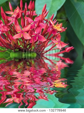 Ixora is a genus of flowering plants in the Rubiaceae family