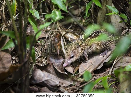 A tenrec in the forests of Mahe Seychelles