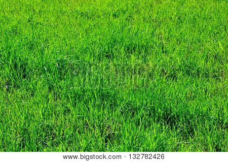 the wild green grass background without flowers