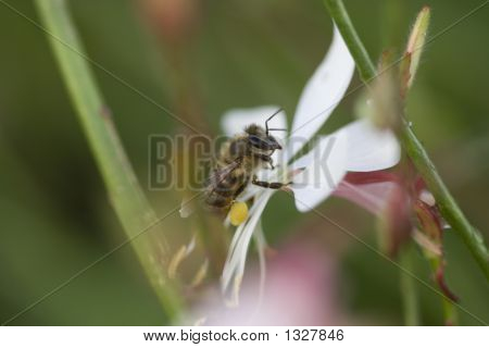  Bi på hvid blomst
